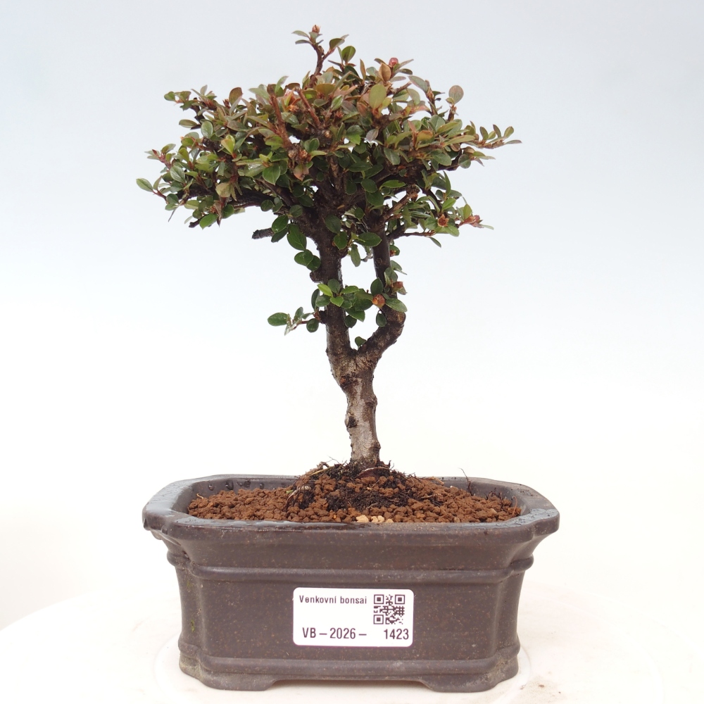 Bonsai für draußen - Cotoneaster horizontalis - Rocky Mountain