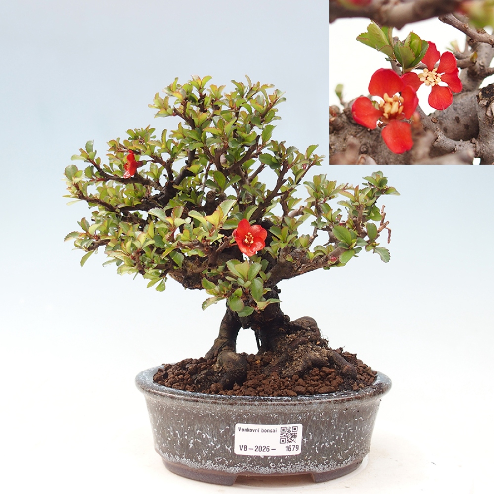 Bonsai für draußen - Chaneomeles speciosa - Quitte