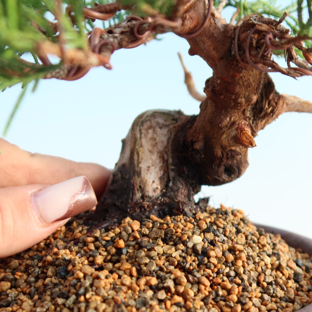 Bonsai für draußen - Juniperus chinensis Itoigawa