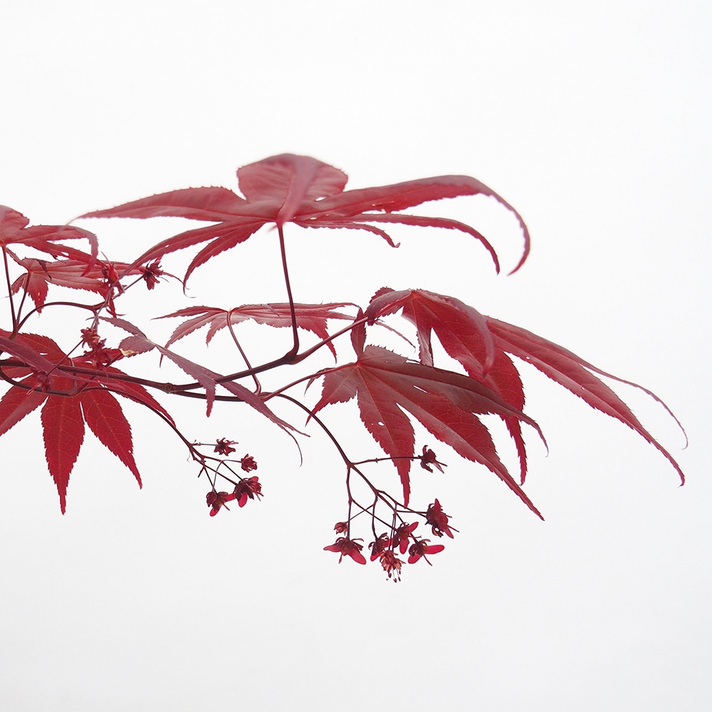 Bonsai für draußen - Acer-Palme. Atropurpureum-Javor palmate
