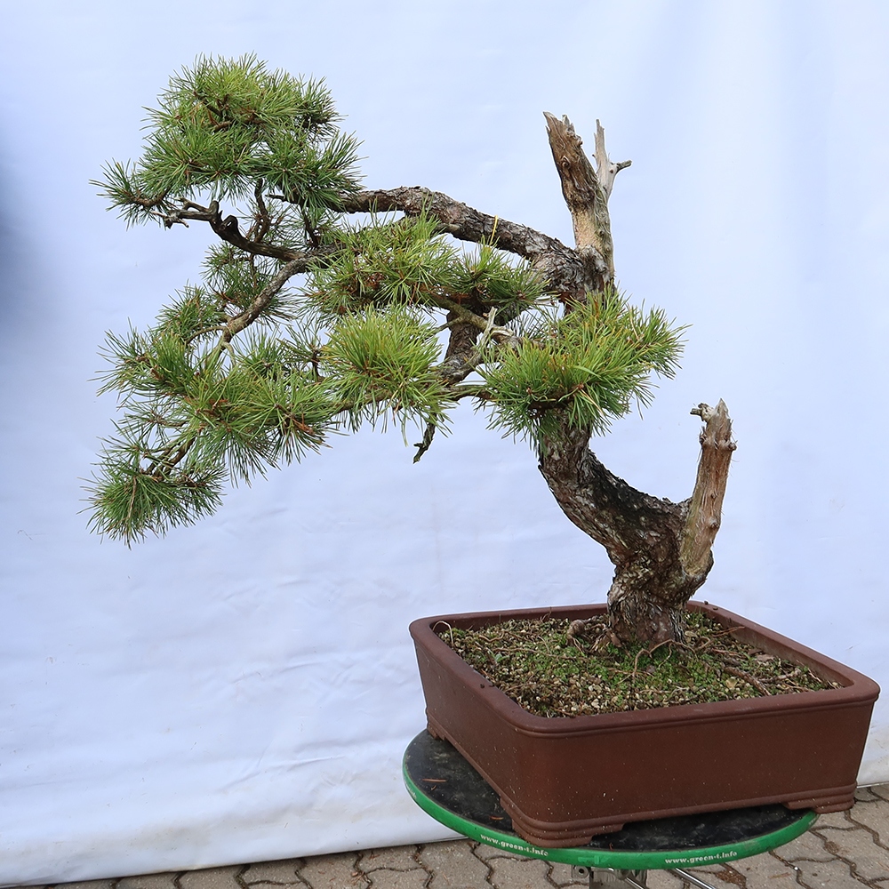Pinus sylvestris Spanien – Waldkiefer