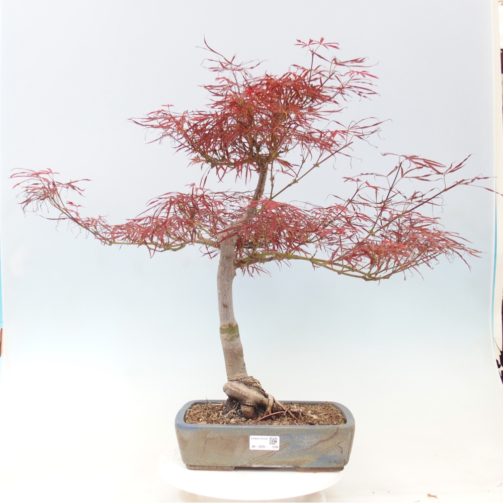 Bonsai für draußen - Acer palmatum RED PYGMY