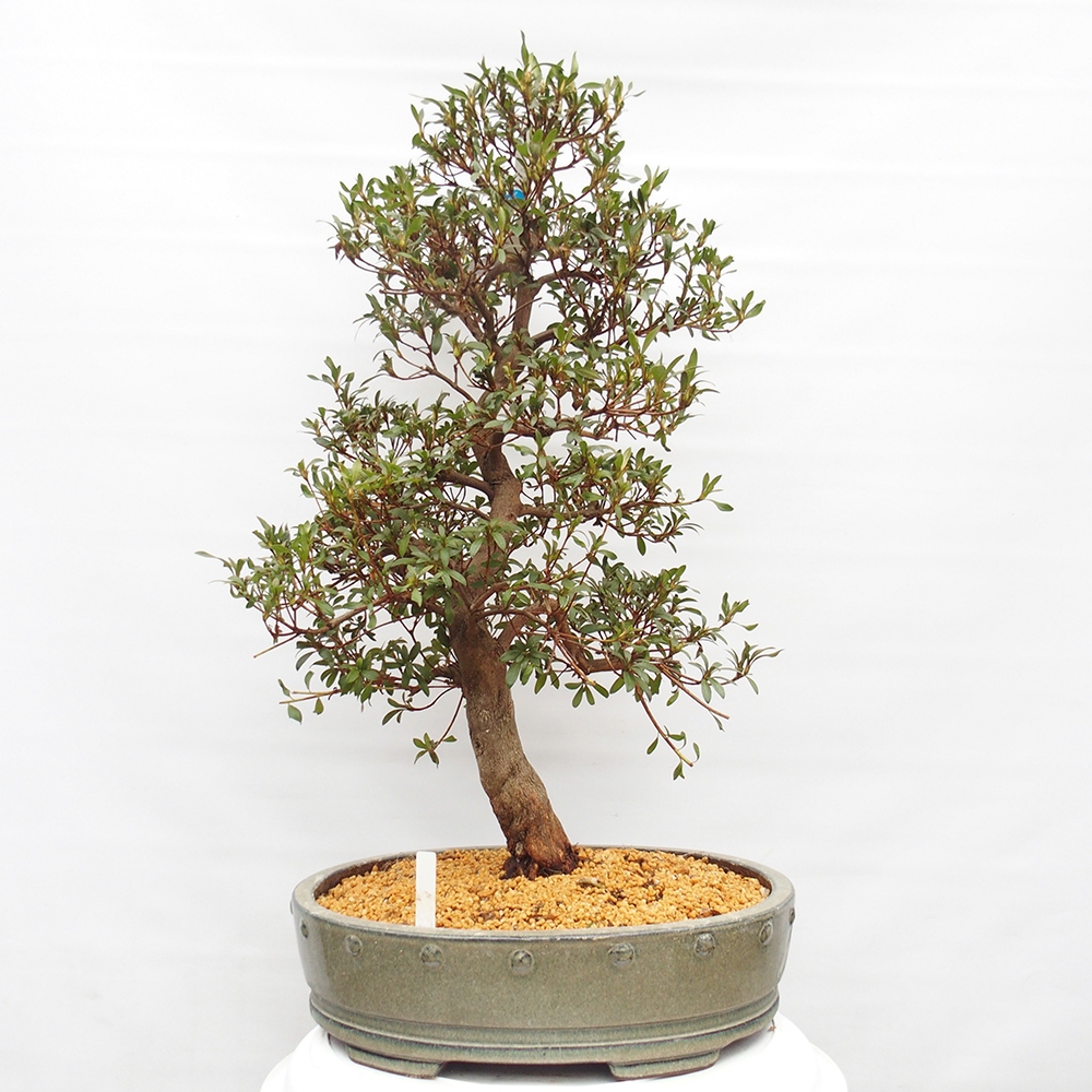 Bonsai für draußen - Japanische Azalee - Azalee CHIHIRO