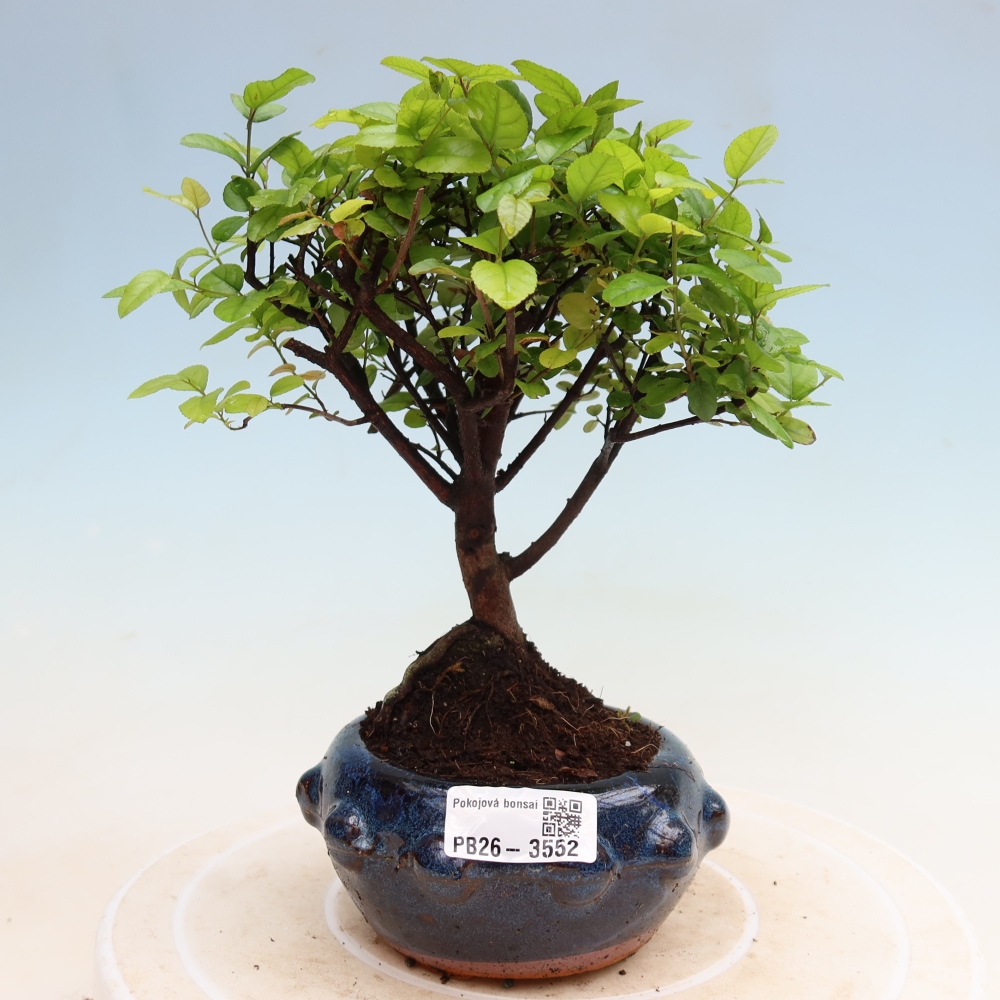 Zimmer Bonsai - Sageretia thea - Sageretia thea