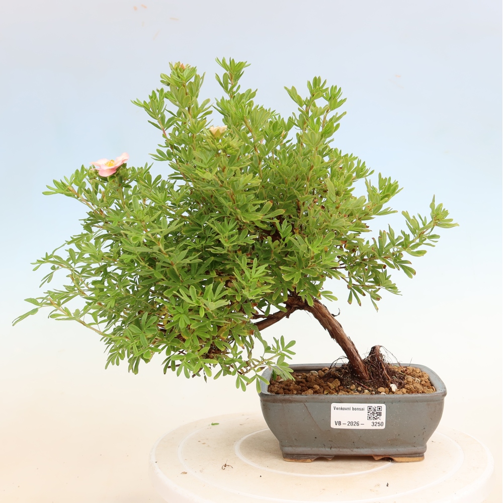 Bonsai für den Außenbereich – Strauch-Fingerkraut – Potentilla fruticosa Bellissima