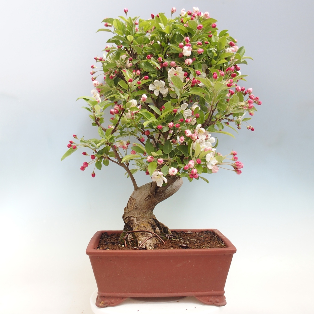 Outdoor-Bonsai -Malus halliana - Kleinfrüchtiger Apfelbaum