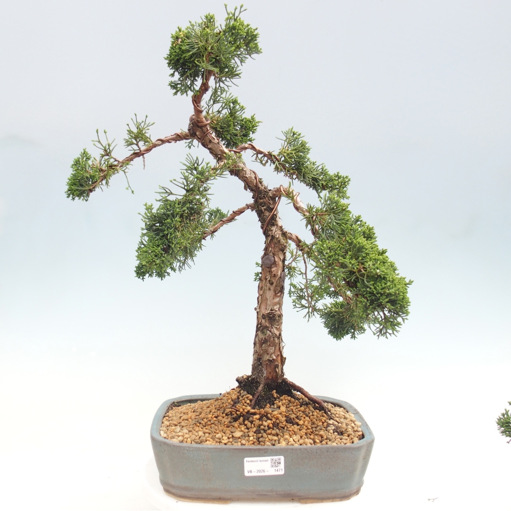 Bonsai für draußen - Juniperus chinensis Kishu