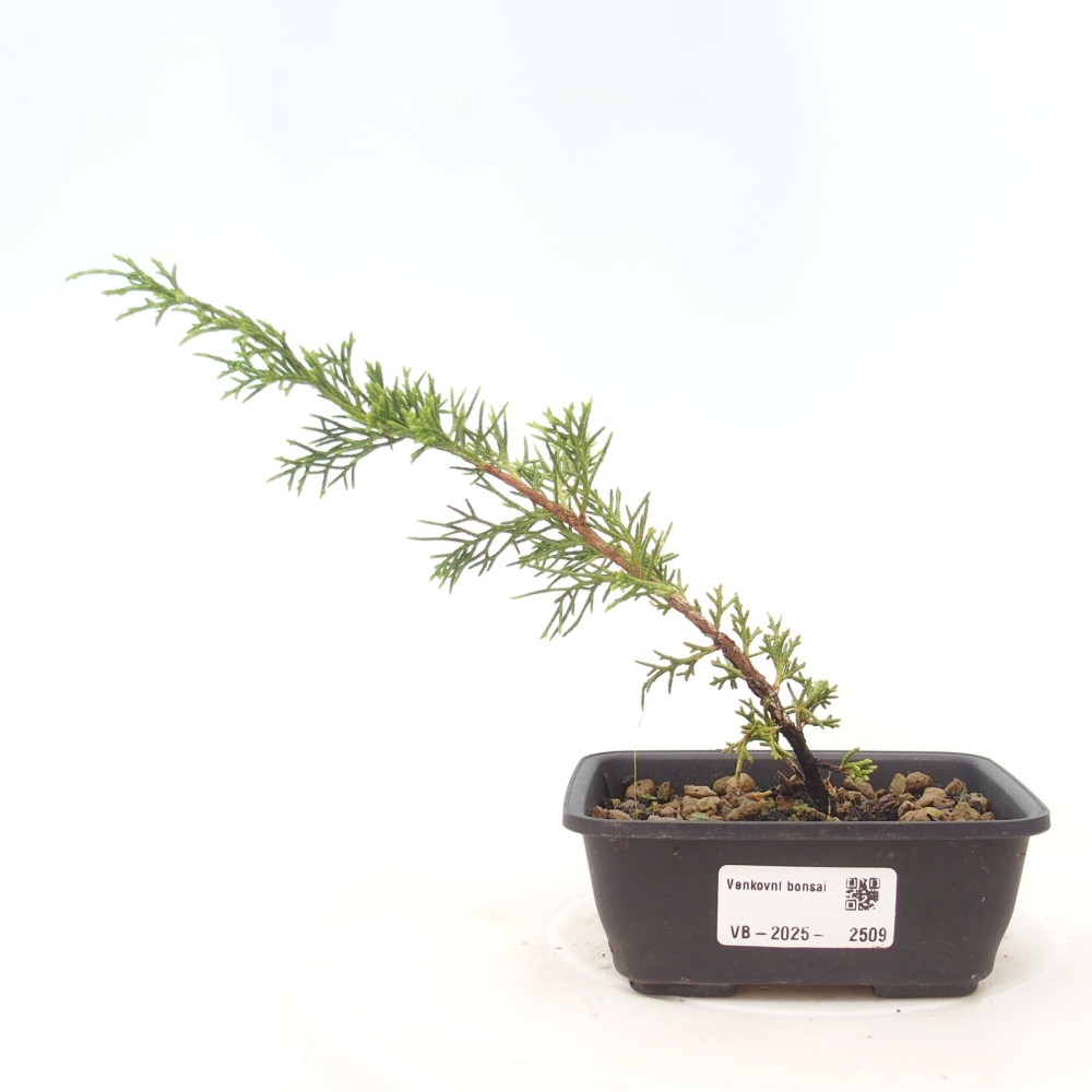 Bonsai für draußen - Juniperus chinensis Itoigawa