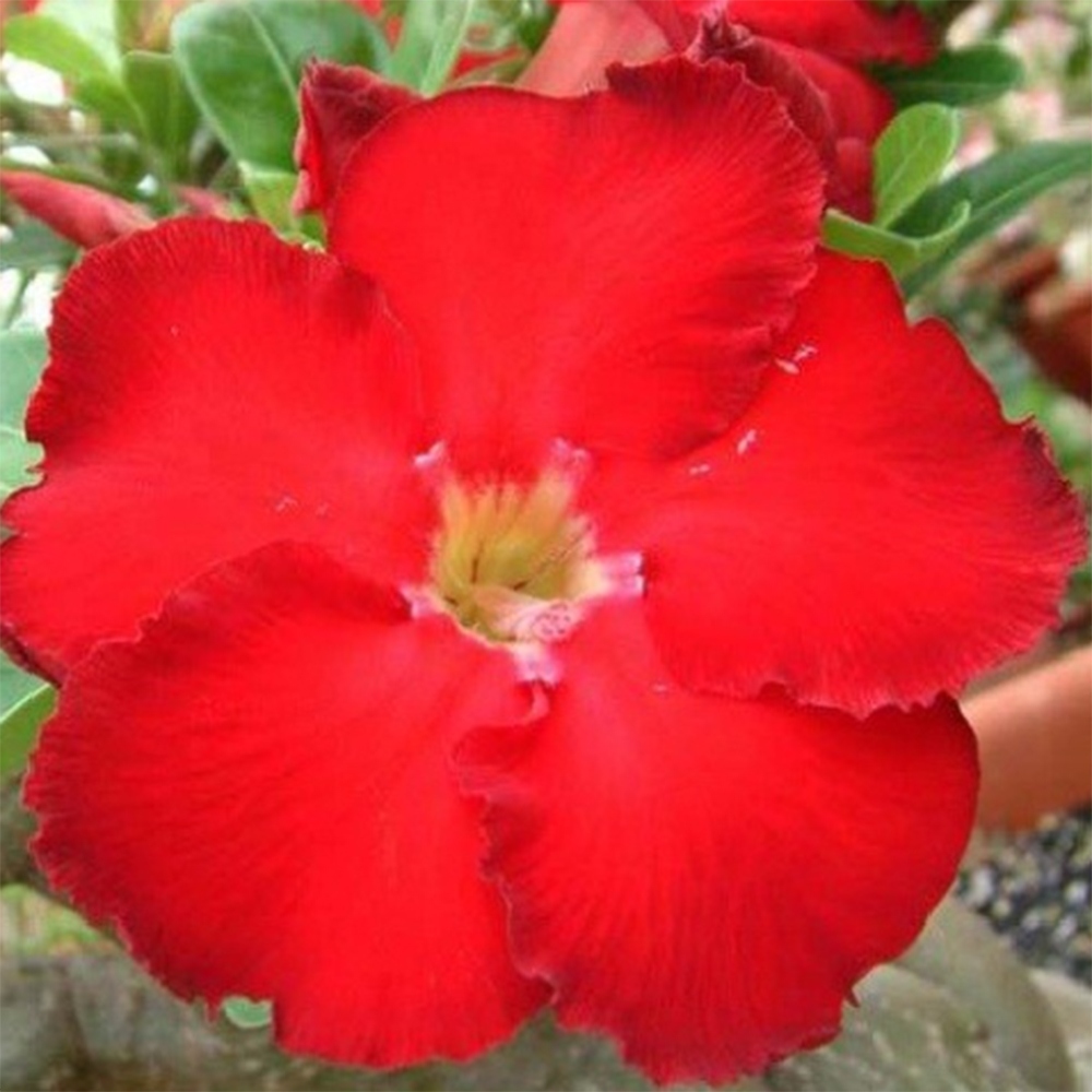 Zimmerbonsai – Adenium obesum „Red Star“ – Wüstenrose