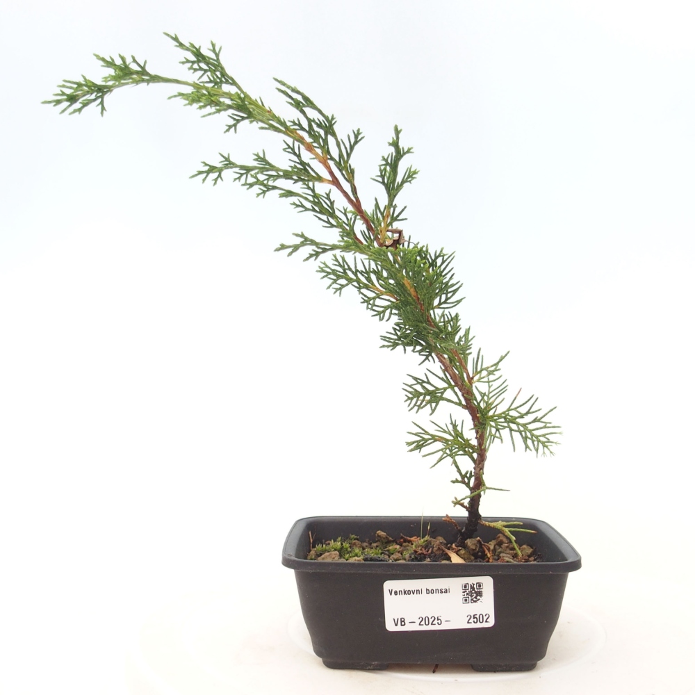 Bonsai für draußen - Juniperus chinensis Itoigawa