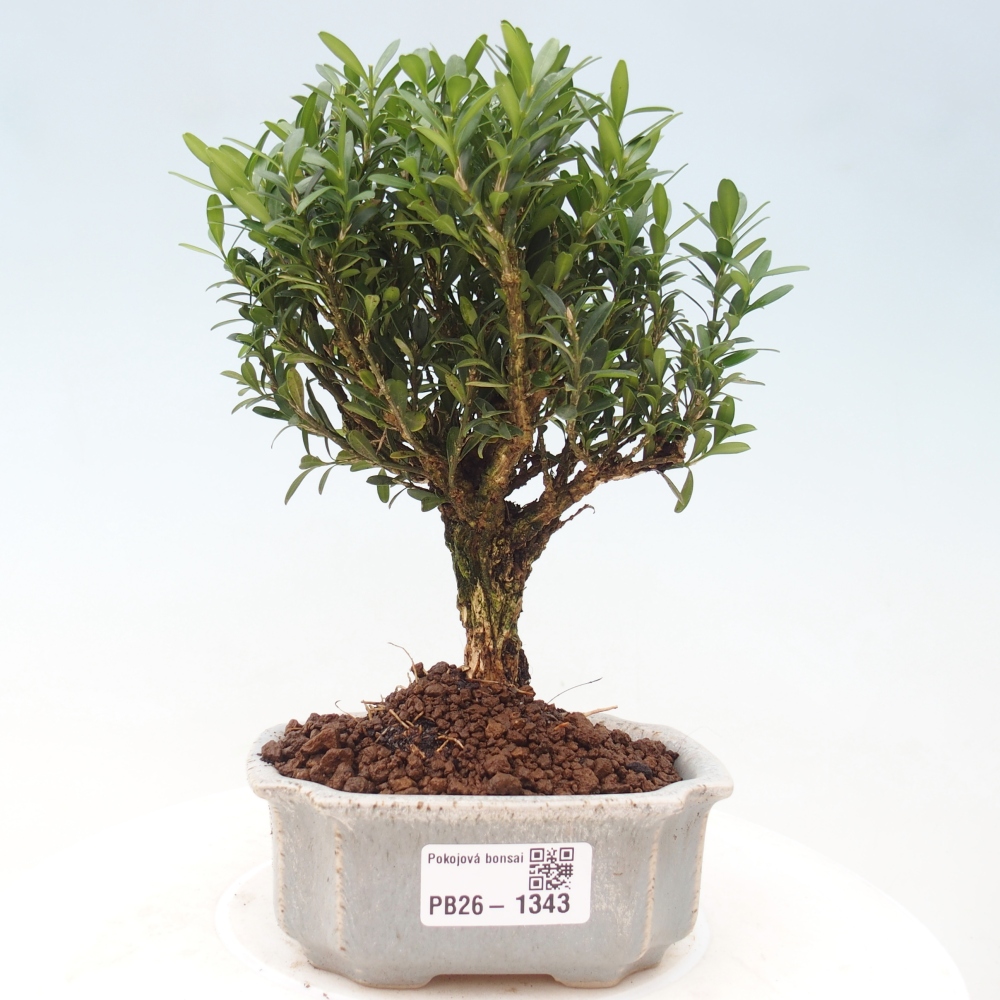 Zimmer Bonsai - Buxus harlandii - Korkbuxus
