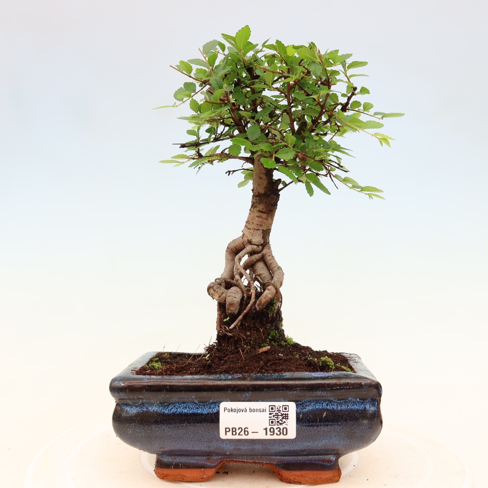 Zimmerbonsai - Ulmus parvifolia - Kleinblättrige Ulme