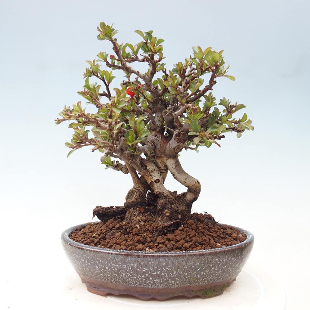 Bonsai für draußen - Chaneomeles speciosa - Quitte