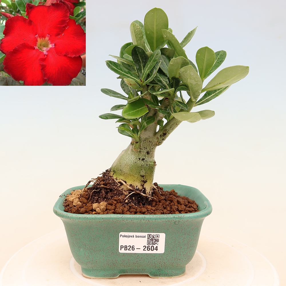 Zimmerbonsai – Adenium obesum „Red Star“ – Wüstenrose