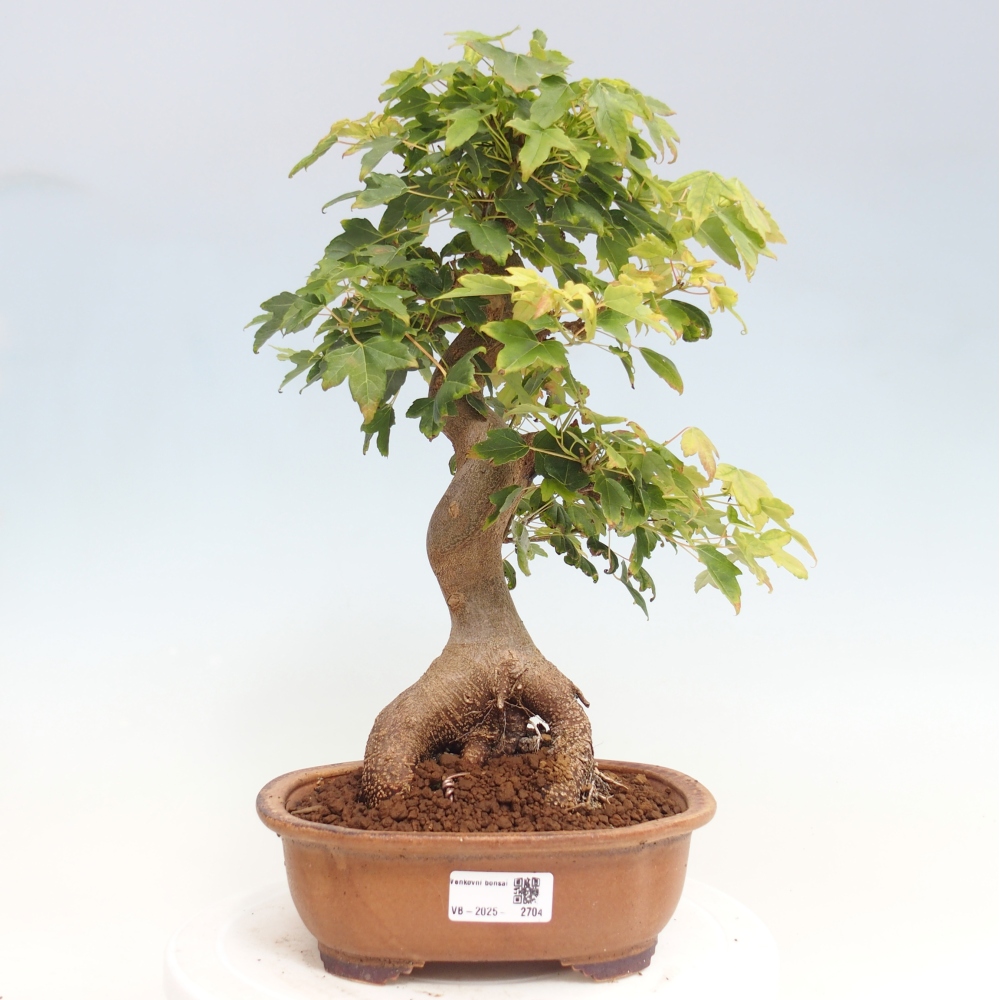 Bonsai für draußen - Acer Buergerianum - Bergahorn