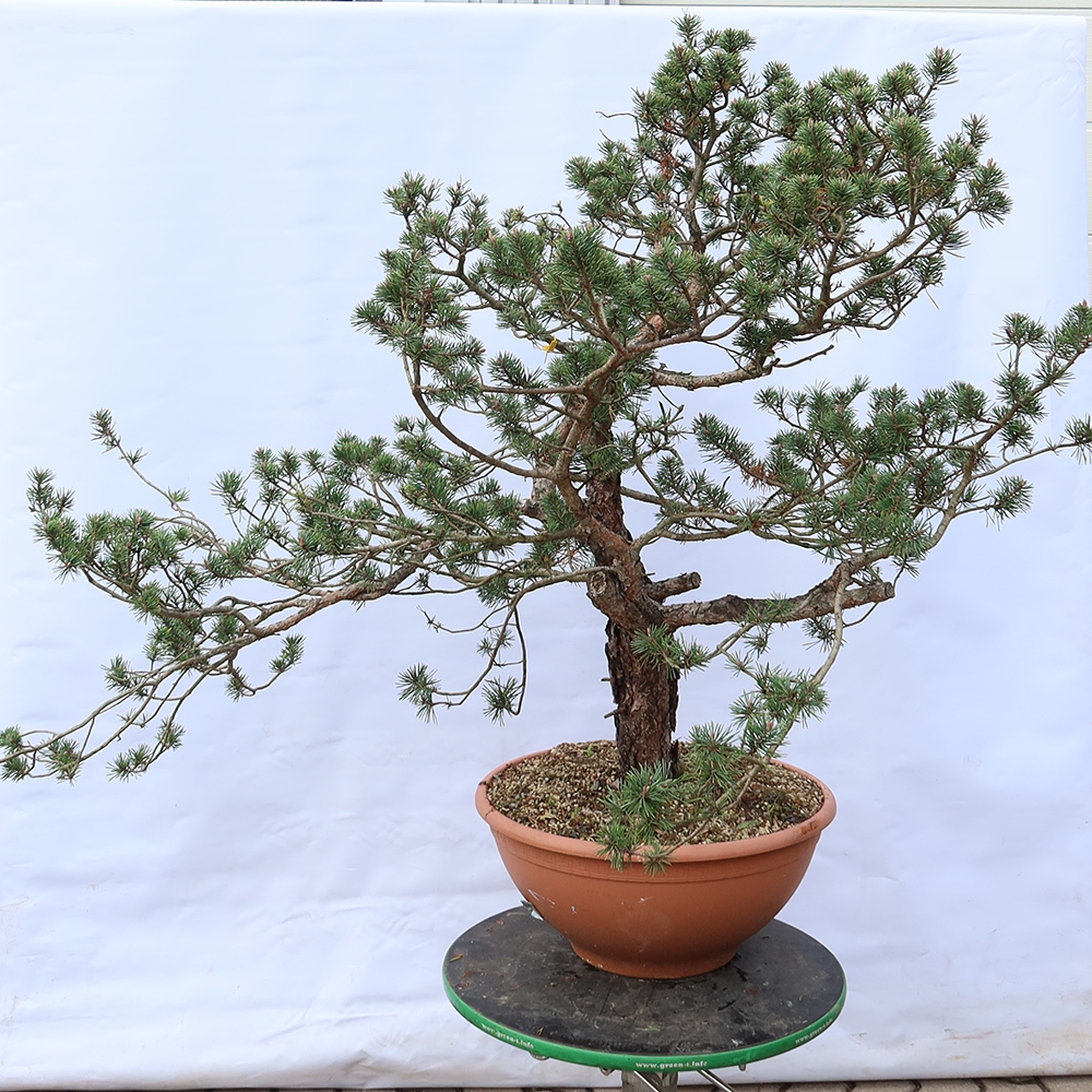 Pinus sylvestris Spanien – Waldkiefer