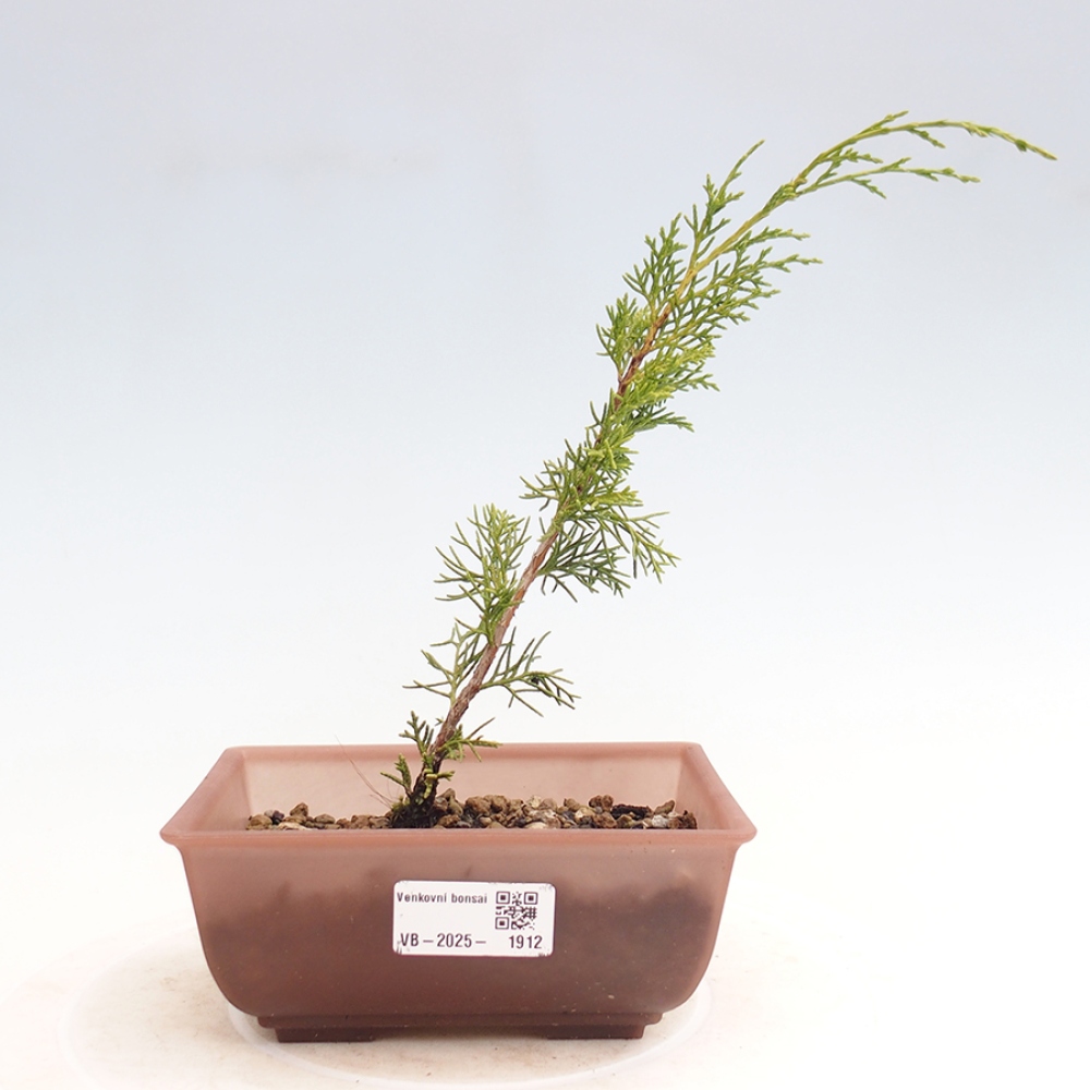 Bonsai für draußen - Juniperus chinensis Itoigawa