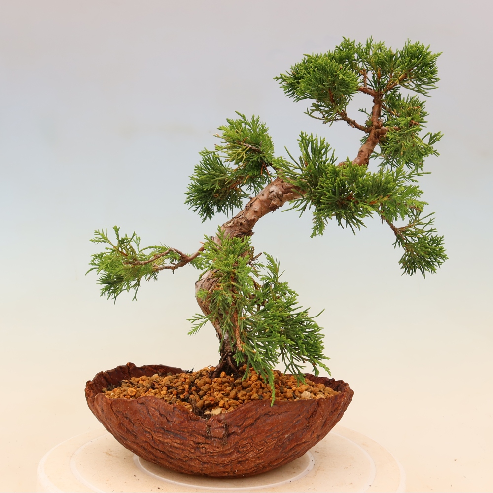 Bonsai für draußen - Juniperus chinensis Itoigawa