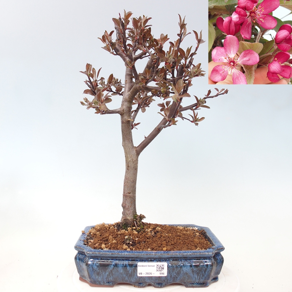 Outdoor-Bonsai -Malus domestica - Kleinfrüchtiger rotblättriger Apfelbaum
