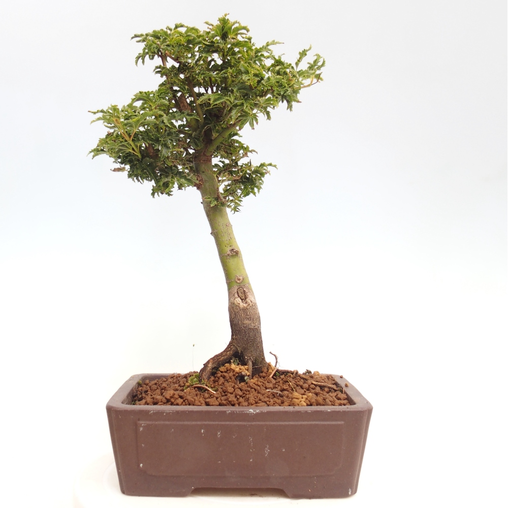 Bonsai für draußen -Javor-Palme Acer palmatum Shishigashira