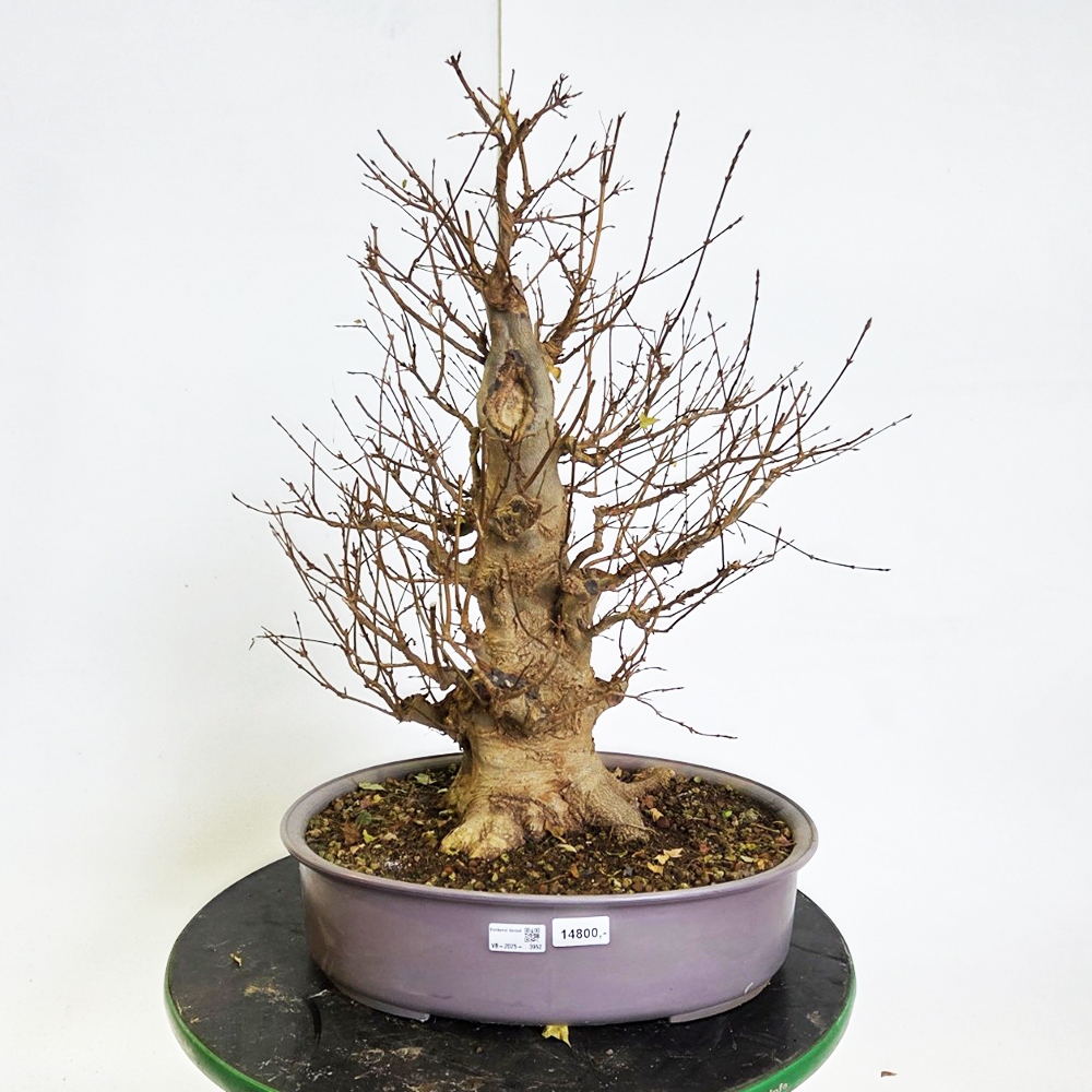 Freiland Bonsai Ahorn Burger - Acer Burgeriana