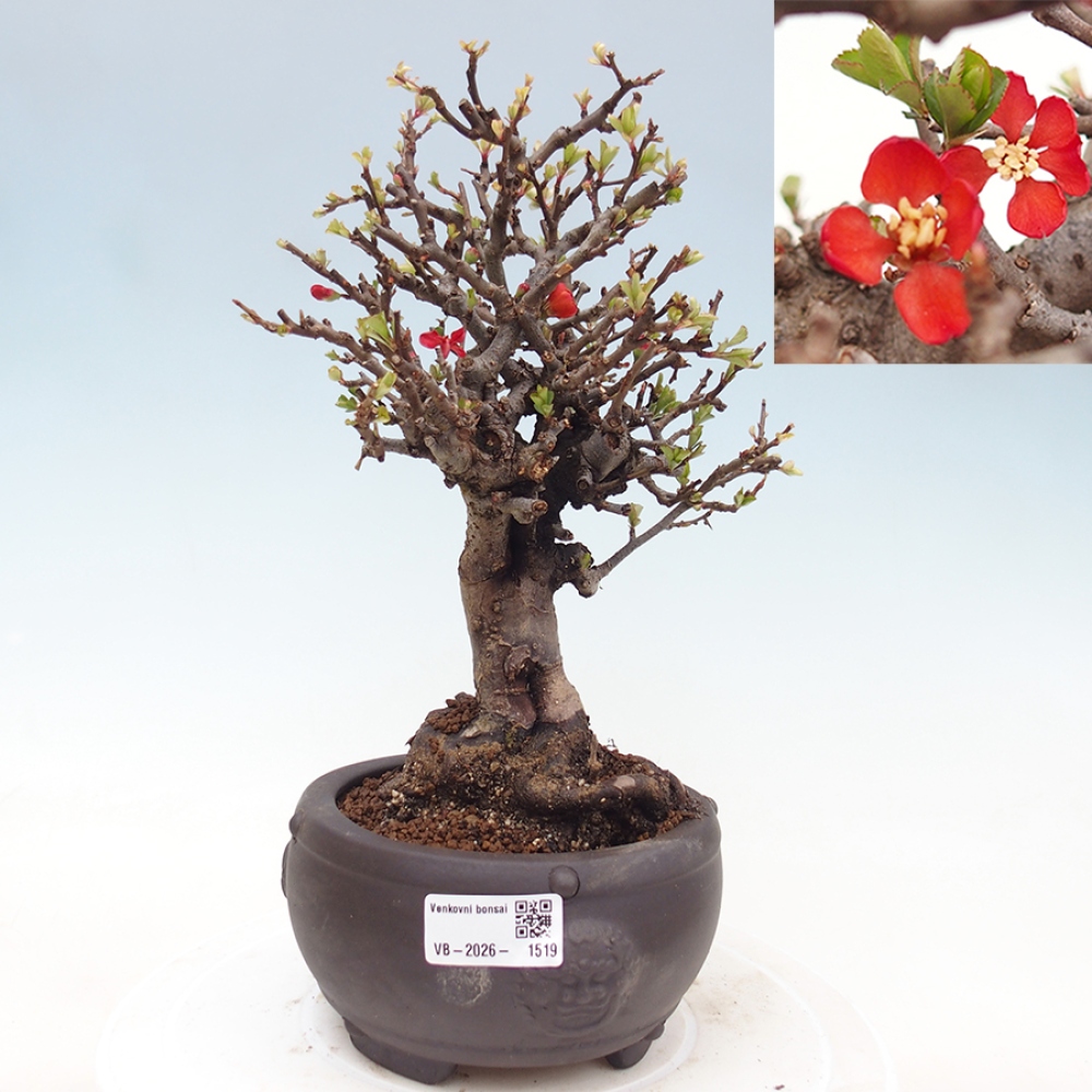 Bonsai für draußen - Chaneomeles speciosa - Quitte