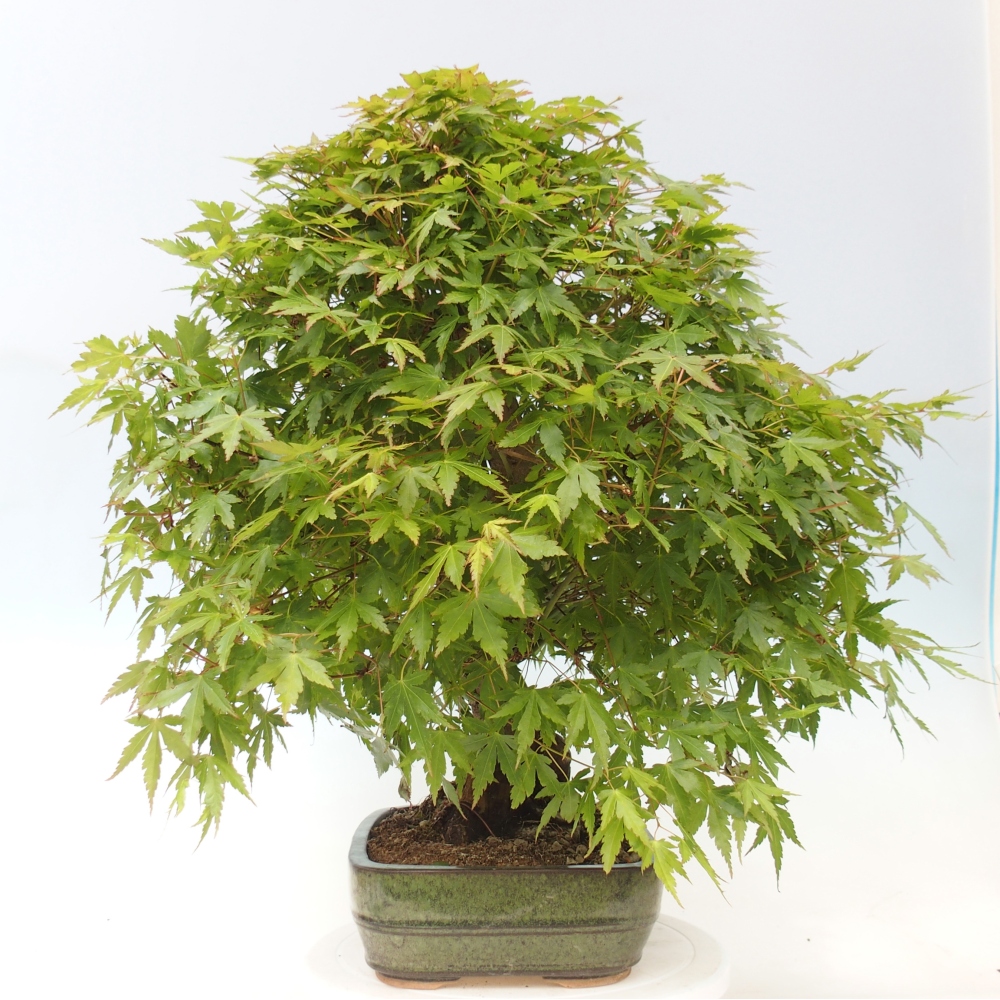 Bonsai für den Außenbereich - Acer palmatum - Vorbereitung NUR auf Paletten