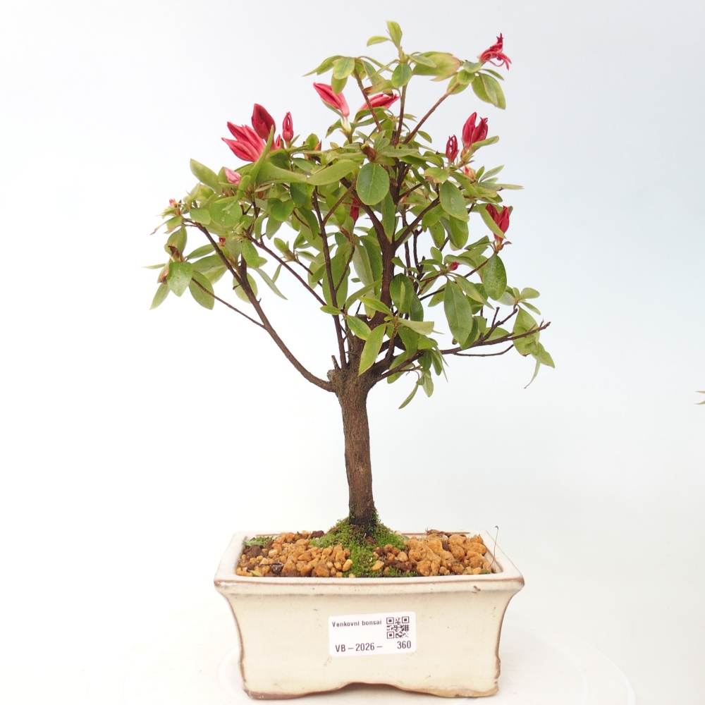 Bonsai für draußen - Japanische Azalee - Azalea sp.