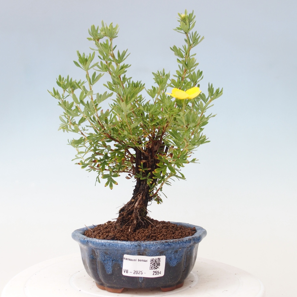 Bonsai für draußen - Potentila fruticosa gelber Vogel
