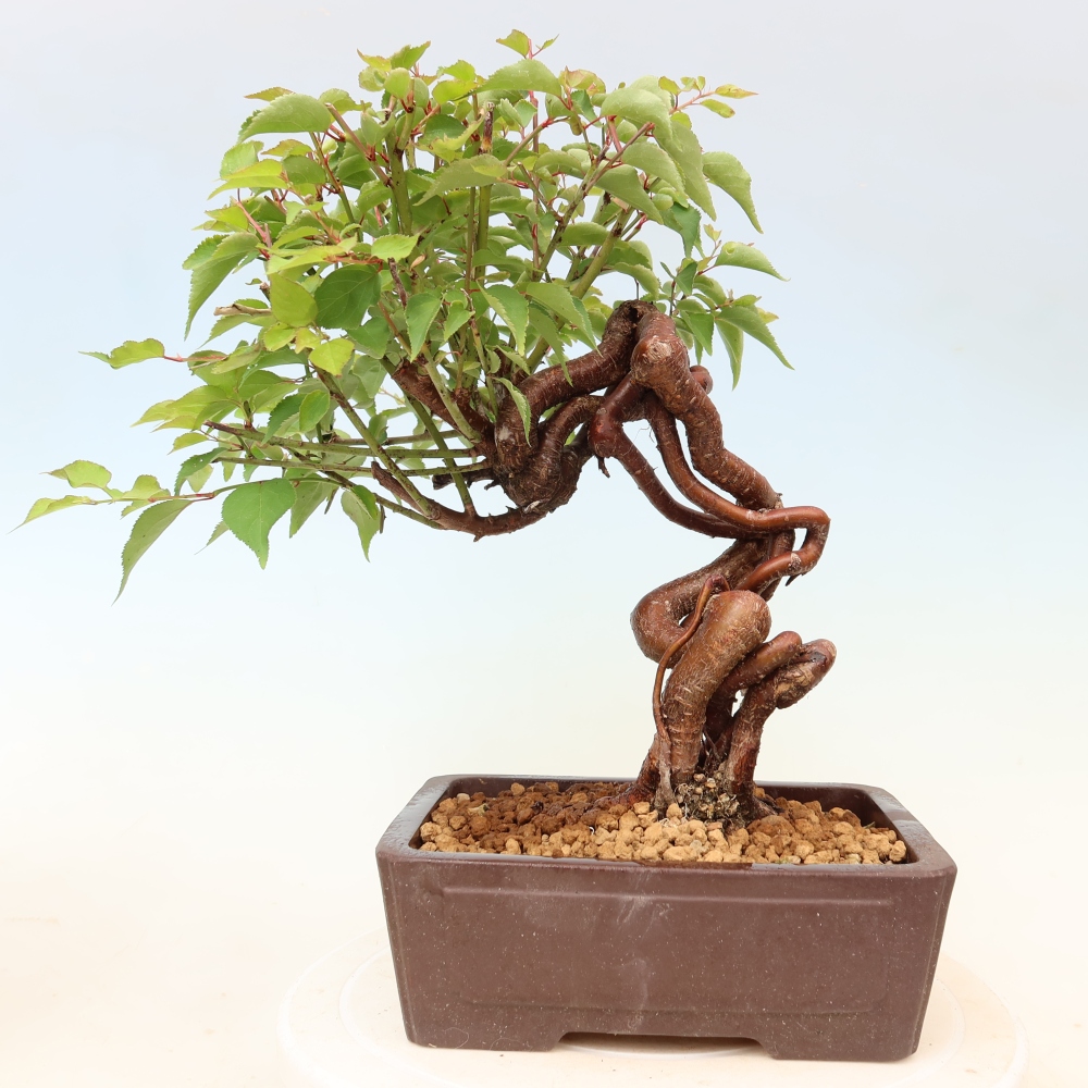 Bonsai für den Außenbereich – Japanischer Aprikosenbaum – Prunus Mume