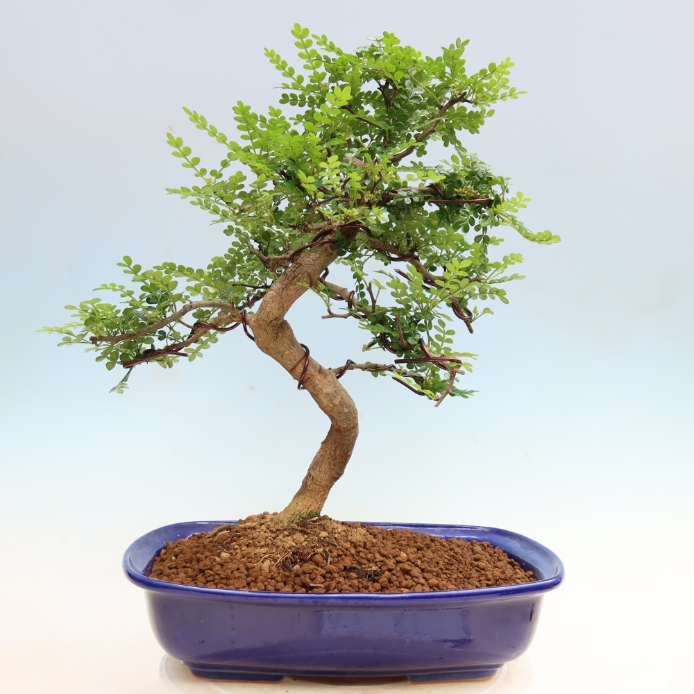 Zimmer Bonsai - Zantoxylum piperitum - Pfefferbaum