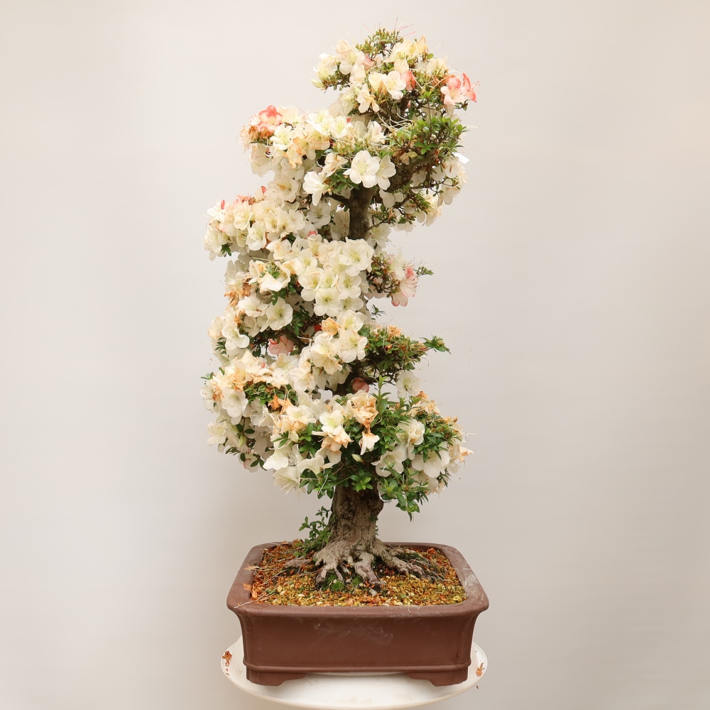 Bonsai für draußen - Japanische Azalee - Azalee Tochizumi
