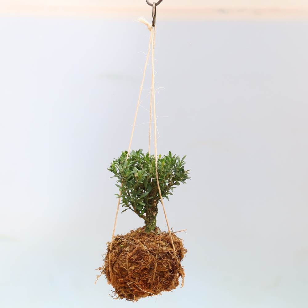 Kokedama in Keramik – Buxus harlandii – Korkbuchsbaum