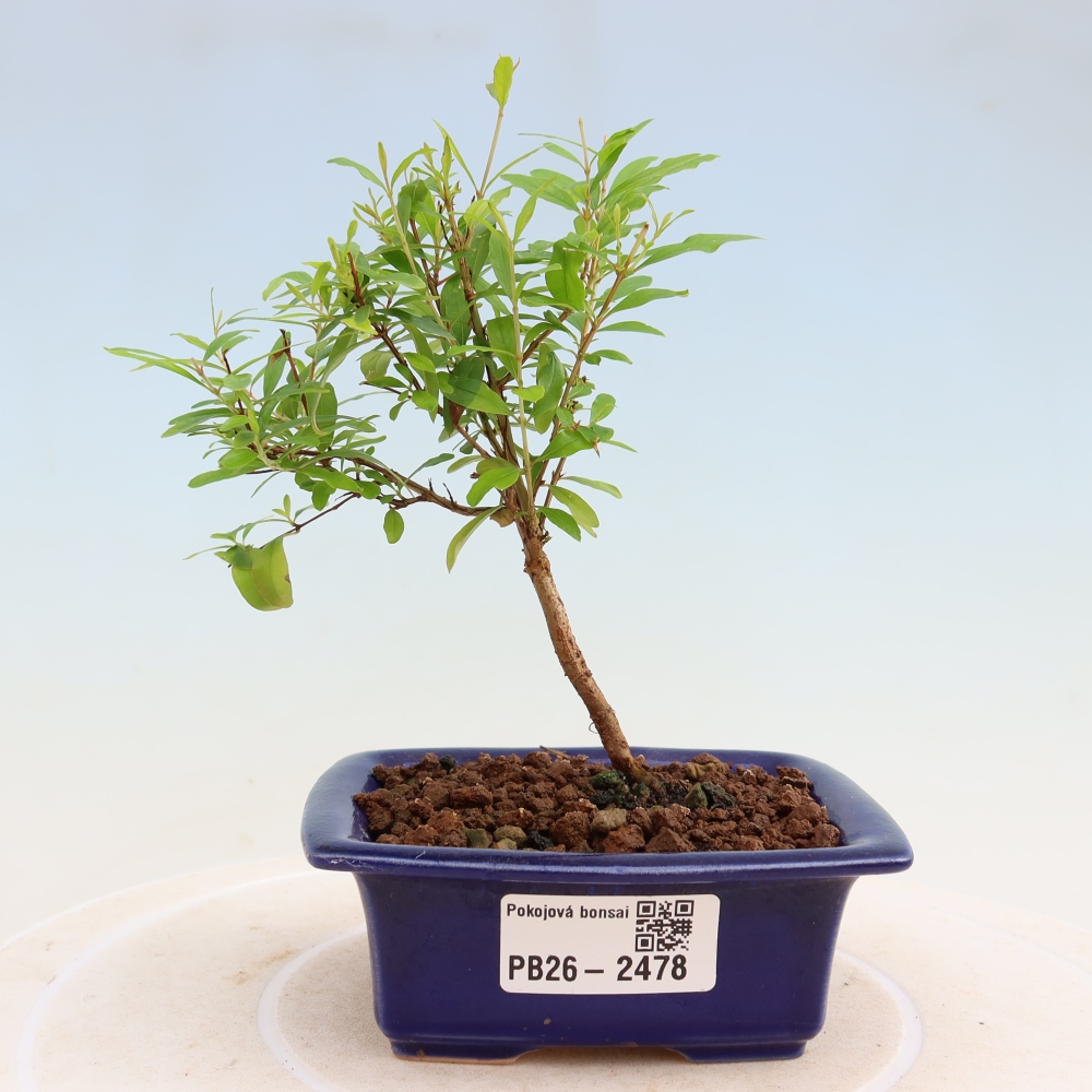 Zimmer-Bonsai-PUNICA granatum nana-Apfel-Granatapfel