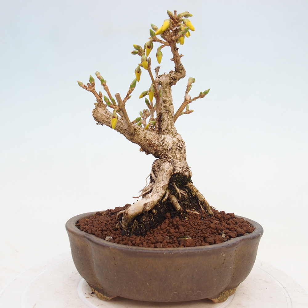 Bonsai für draußen - Zlatice - Forsythia intermedia