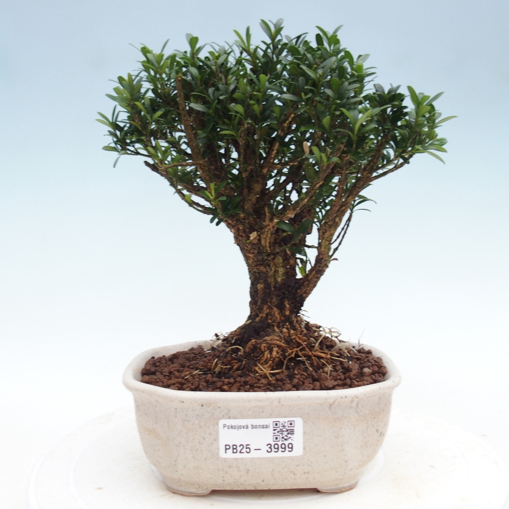 Zimmer Bonsai - Buxus harlandii - Korkbuxus