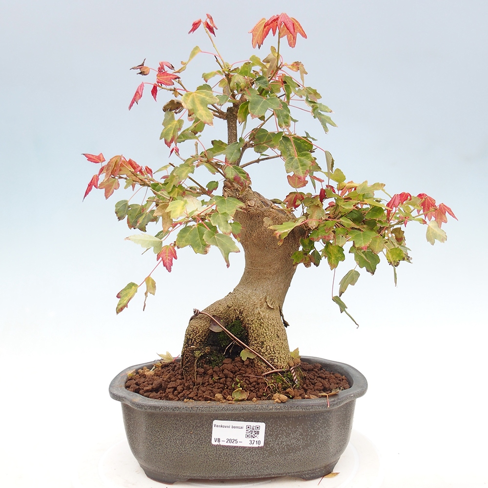 Bonsai für draußen - Acer Buergerianum - Bergahorn