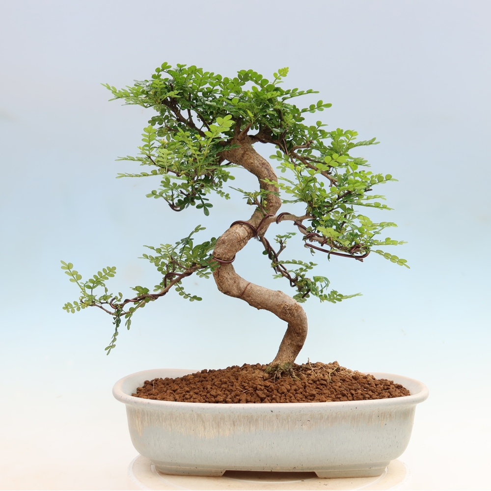 Zimmer Bonsai - Zantoxylum piperitum - Pfefferbaum