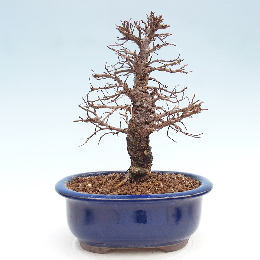 Bonsai für draußen - Zelkova - Zelkova NIRE