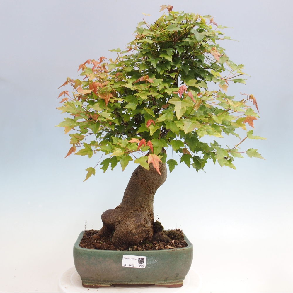 Bonsai für draußen - Acer Buergerianum - Bergahorn