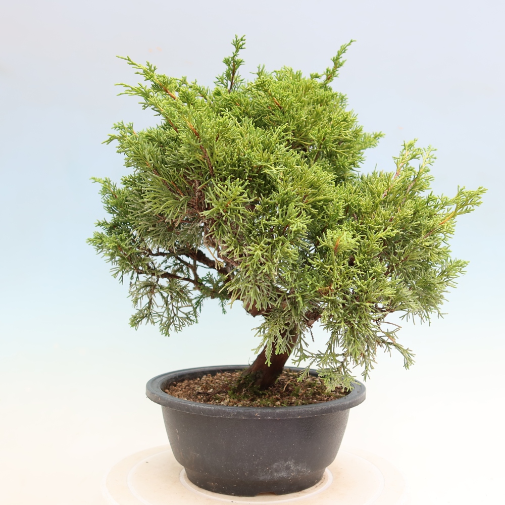 Bonsai für draußen - Juniperus chinensis Itoigawa-Juniperus chinensis