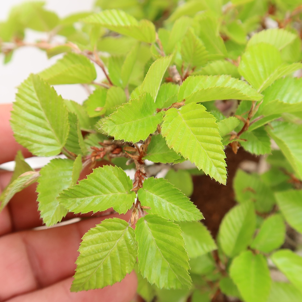 Bonsai für draußen - Karpinus Coreana - Koreanische Hainbuche