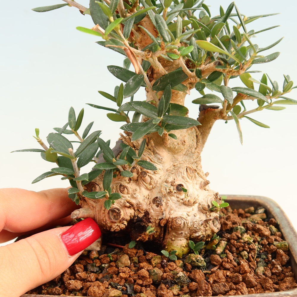 Zimmerbonsai - Olea europaea sylvestris