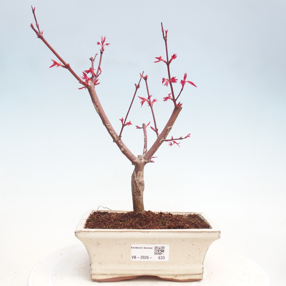 Bonsai für draußen - Acer palmatum DESHOJO