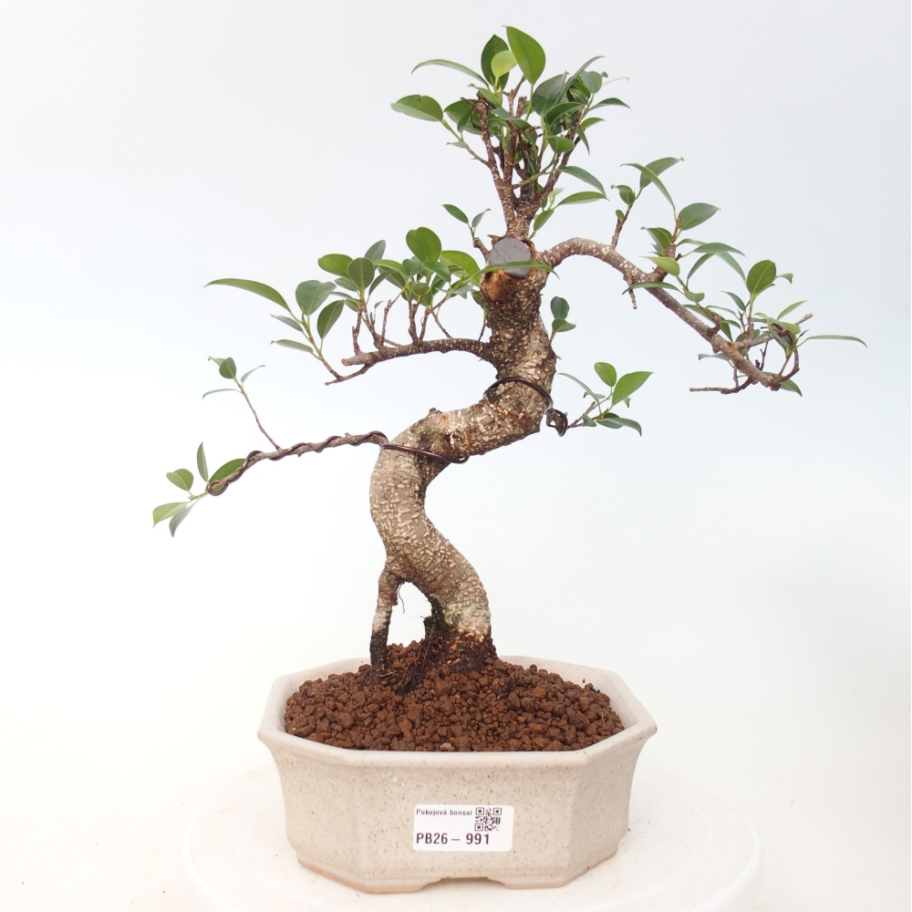 Zimmerbonsai - Ficus retusa - Kleinblättriger Ficus