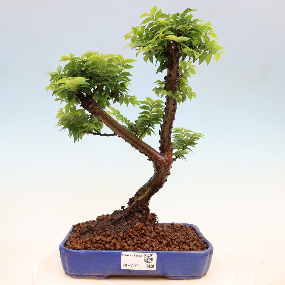 Bonsai für den Außenbereich – Ulmus Jacqueline Hillier – Pappelulme