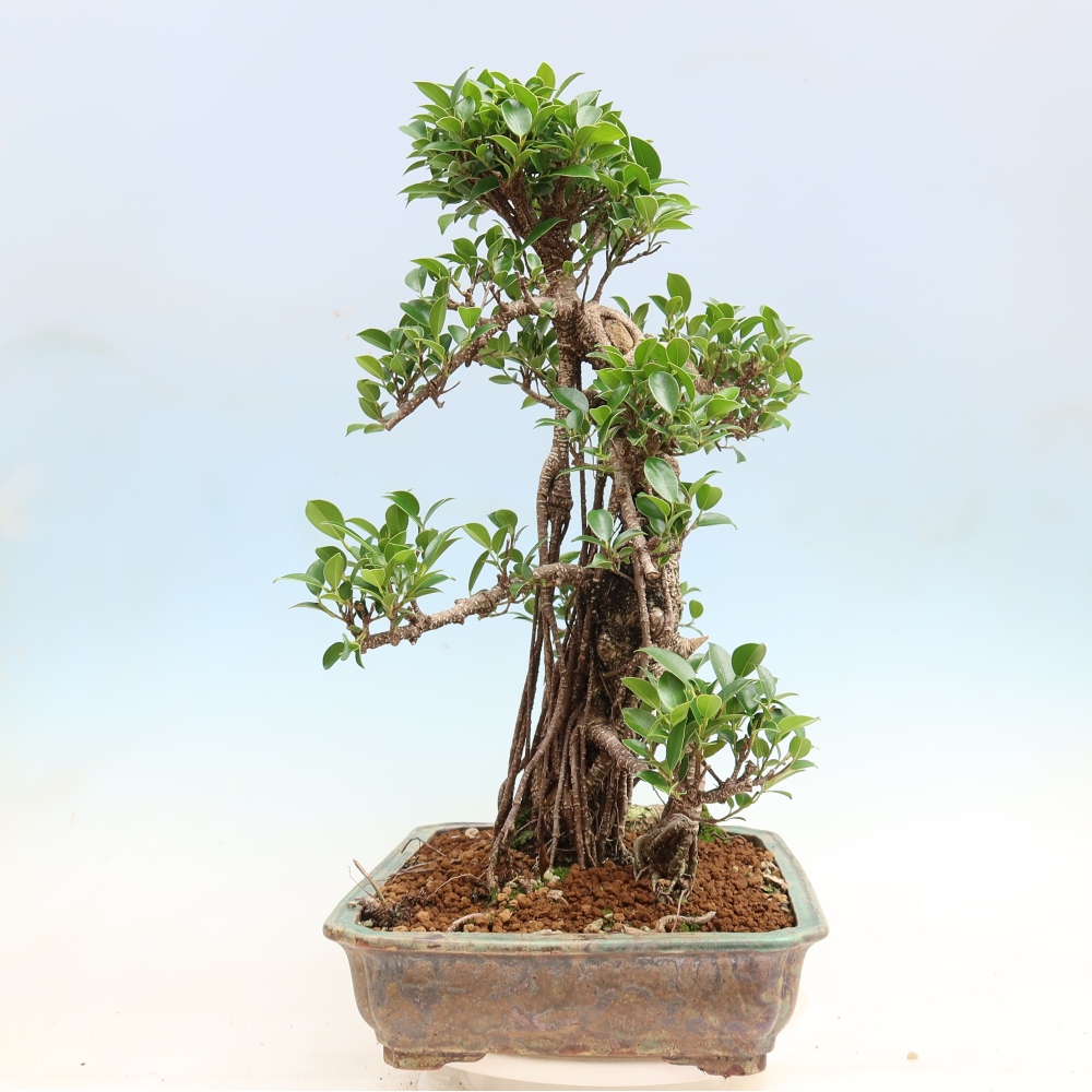 Zimmerbonsai - Ficus kimmen - Kleinblättriger Ficus