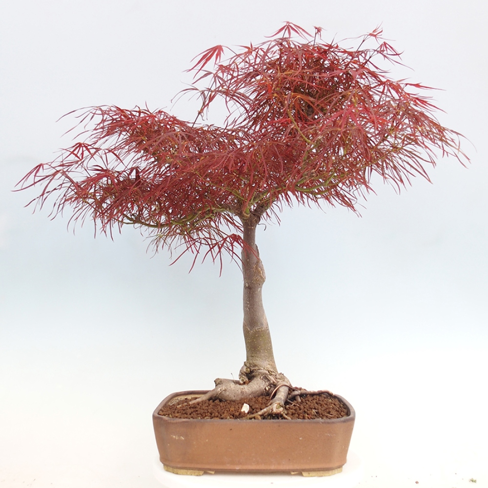 Bonsai für draußen - Acer palmatum RED PYGMY