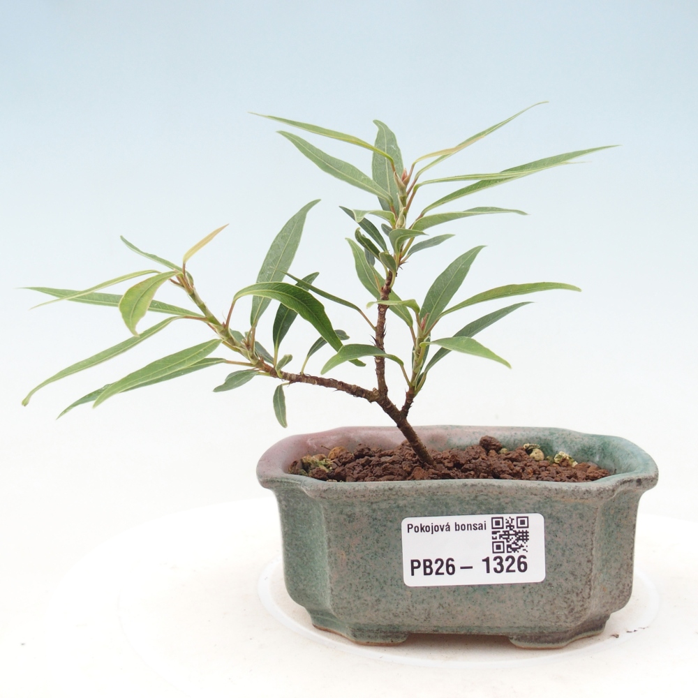 Zimmerbonsai - Ficus nerifolia - Kleinblättriger Ficus
