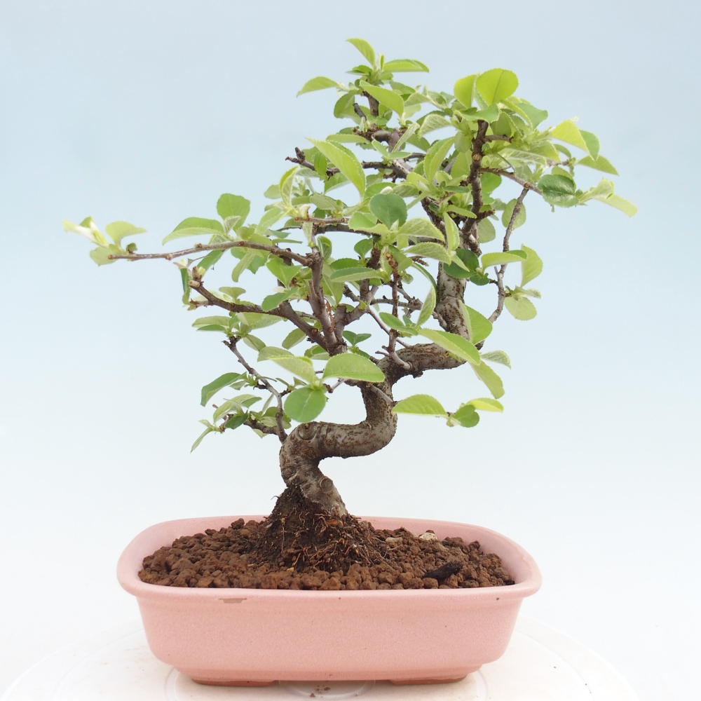 Bonsai für draußen - Chaneomeles chinensis